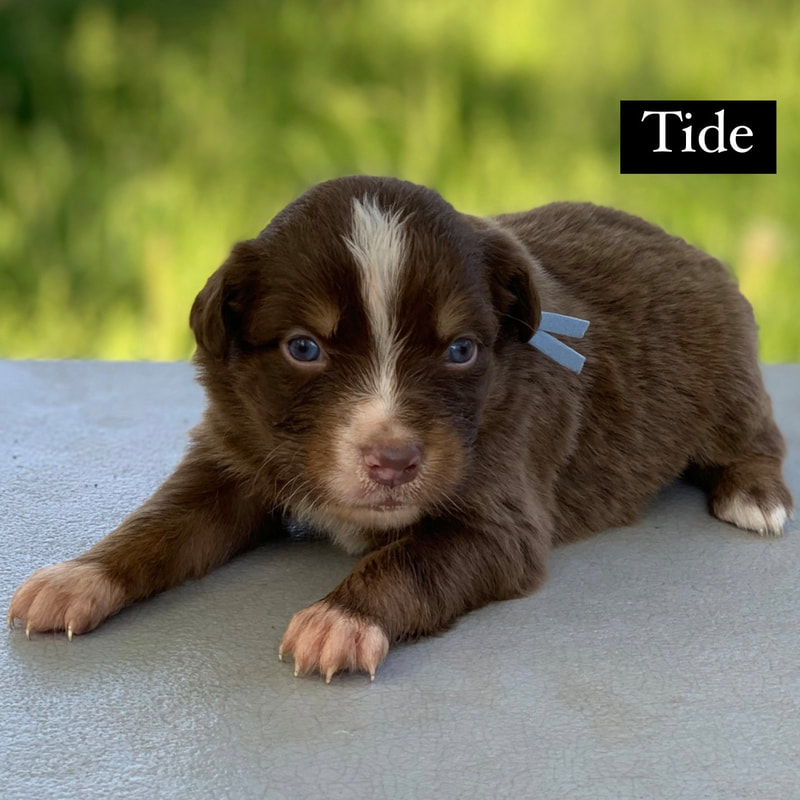 Puppies - Sayre Australian Shepherds